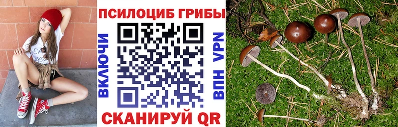 наркота  Хвалынск  Псилоцибиновые грибы Cubensis 